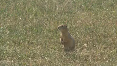 Saskatchewan Farmers Celebrate Temporary Strychnine Approval for Pest Control