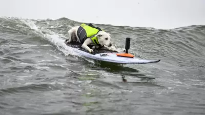 Sugar The Surfing Dog, Therapy Canine and Surfing Legend, Dies at 16