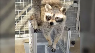 UBC Study Reveals Raccoons Solve Puzzles for Fun, Not Just Food Rewards
