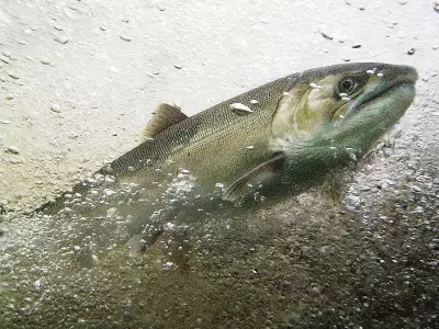 Uniting for Salmon: Why Fighting Over Declining Fish Stocks Misses the Bigger Picture