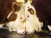 Analyst: Aging U.S. Stock Market's 'Epic New Issue Drought' Signals Strong Returns