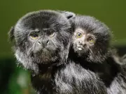 Assiniboine Park Zoo Launches Naming Contest for Newborn Goeldi Monkey