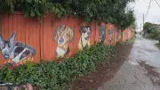 B.C. Senior Paints 100 Pet Portraits on Back-Alley Fence to Spread Joy