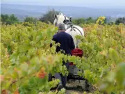 Biodynamic Wines: Ancient Philosophy Meets Modern Viticulture
