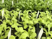 Brian Minter: Spring Garden Gambling Strategies for Success