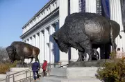 Bronze Bison Statues Unveiled at Smithsonian for America's 250th Birthday