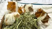 Calgary Animal Rescue Group Saves 50 Guinea Pigs, Some with Ringworm