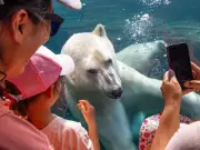 Calgary Zoo Welcomes New Polar Bear Yellé to Wild Canada Exhibit