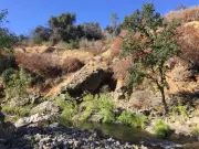 California Wildflower Study Uncovers New Evolutionary Process
