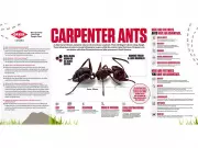 Carpenter Ants: The Silent Threat to Canadian Homes and How to Stop Them