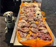 CBSA Detector Dog at Toronto Pearson Seizes 22.5 kg of Raw Meat from Egyptian Passenger