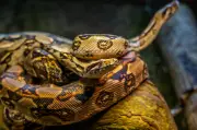 Childhood Environment Shapes Fear of Snakes, New Research Reveals