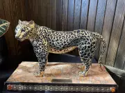 Copper Cat Sculpture from Saudi Arabia Sparks Political Debate in Alberta