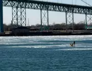 Deer Stranded on Ice in Detroit River Sparks Rescue Concerns in Windsor