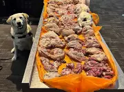 Detector Dog Dharla Sniffs Out 22 Kilos of Raw Meat at Pearson Airport