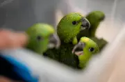 Dutch Authorities Seize 261 Suspected Wild Parrot Eggs at Schiphol Airport