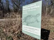 Early Turtle Rescue Signals Wildlife Awakening in Windsor-Essex Amid Temperature Fluctuations