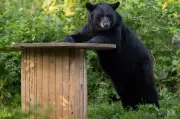 Genie the Bear Awakens from Hibernation at Montreal's Ecomuseum Zoo