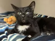 Guelph Humane Society Urges Indoor Cat Safety After Surge in Fatalities