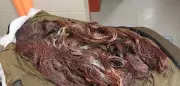 Guelph Residents Apprehended with Over $1,000 in Stolen Copper Wire