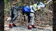 Heroic Australian Dog Who Saved 100 Koalas Retires After Remarkable Career