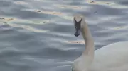 Historic Sighting: Trumpeter Swan Spotted for First Time in Brooklyn