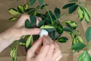 How to Identify and Eradicate Common Houseplant Pests Effectively