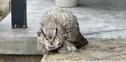 Injured Owl Found Walking in Innisfil Neighborhood Successfully Rescued