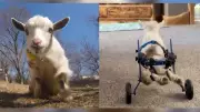 Kansas Family Fundraising for New Wheelchair for Their Paralyzed Goat, 'Wheelie Nelson'