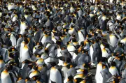 King Penguins Thrive in Warming Climate, But Future Uncertain