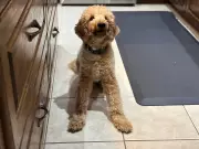 Kitchener Puppy with Partial Mobility Dies After Sudden Health Deterioration