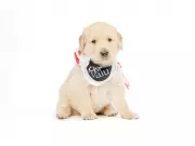 Lions Foundation Launches Live Puppy Cam for National Puppy Day Celebration