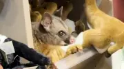 Live Australian Possum Found Among Stuffed Toys at Hobart Airport Shop