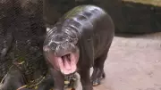 Man Arrested for Trespassing into Enclosure of Social Media Star Pygmy Hippo Moo Deng