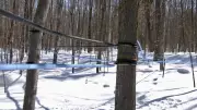 Maple Syrup Season Begins Strongly in Ontario Amid Favorable Conditions