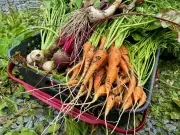 Maximizing Your Vegetable Garden: Expert Space-Saving Tips for Home Growers