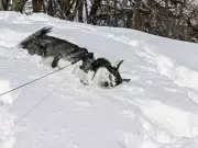Montreal Braces for Deep Freeze: Flurries and Bitter Cold Overnight
