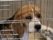 Ontario Hospital Labs Imported Research Dogs from U.S. Breeder with Violation History