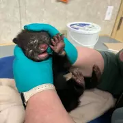 Orphaned Black Bear Cub Rescued, Embarks on 900-Kilometer Journey in British Columbia