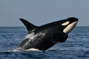 Ottawa Proposes New Rule to Keep Vessels One Kilometre from Southern Resident Orcas