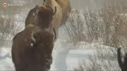 Parks Canada Considers Expanding Bison Program After Banff Herd Success