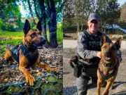 Peel Police Mourn Kylo, Canine Hero Behind Over 100 Arrests, After Sudden Death