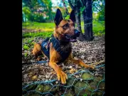 Peel Police Mourn Loss of Beloved Service Dog Kylo After Cancer Battle