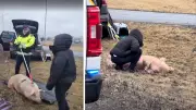 Pigs Rescued After Falling from Transport Trailer in Brossard, Quebec