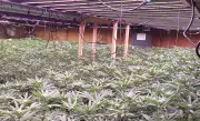 Police Uncover $2 Million Cannabis Grow Operation in Clinton Area Raid
