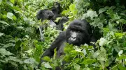 Rare Mountain Gorilla Twins Born in DR Congo's Virunga National Park