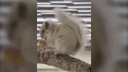 Rare White Squirrel Spotted in Winnipeg Neighborhood, Captivates Residents