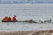 Rescuers Battle to Refloat Stranded Humpback Whale on Germany's Baltic Coast