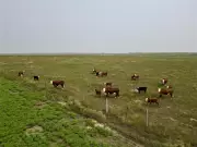 Saskatchewan Livestock Producers Welcome Changes to AgriStability Program