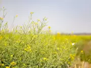 Saskatchewan's Trade Dilemma Exposes Canada's Flawed Governance System